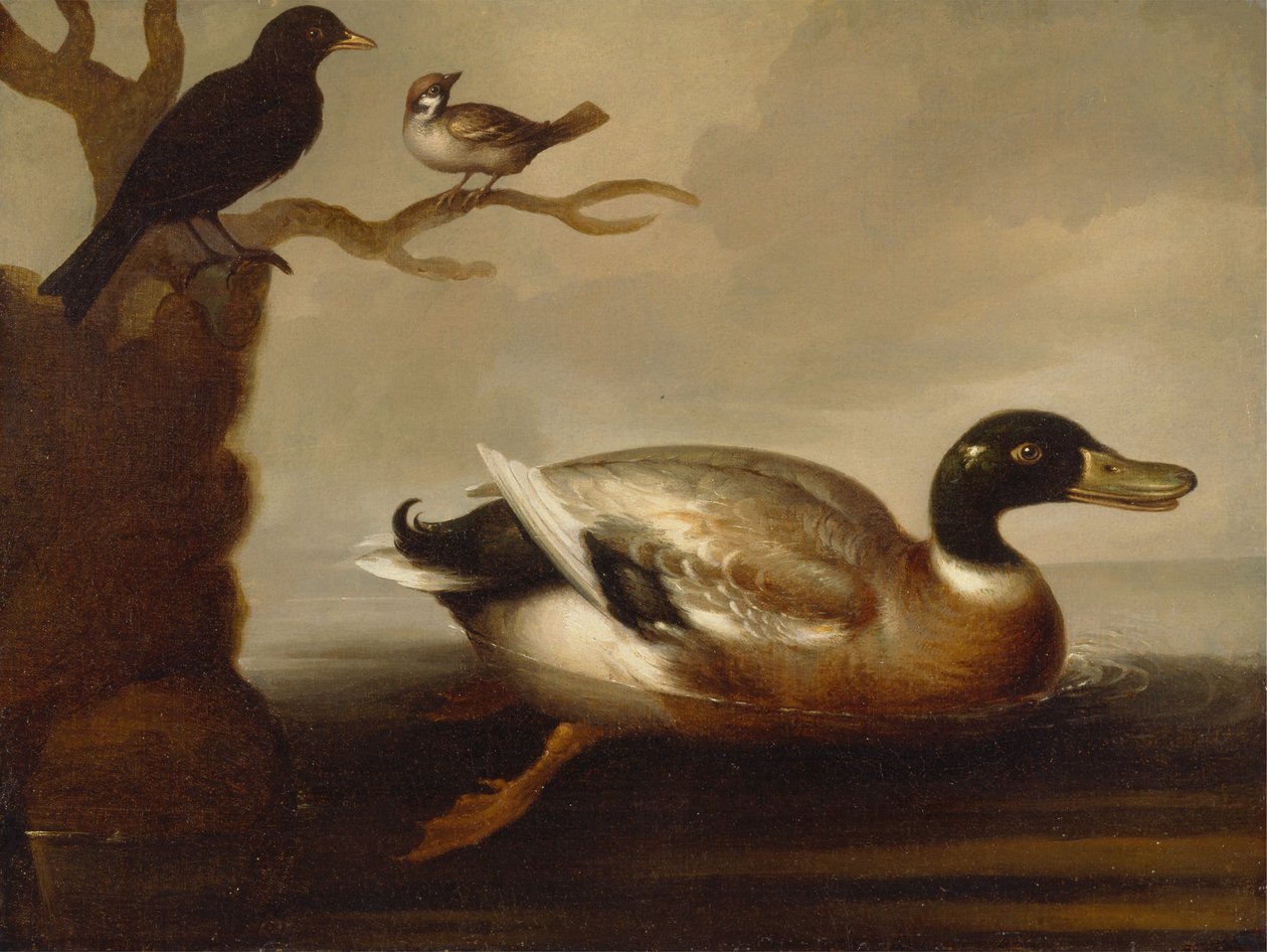 Pato mallard y otras aves de Unbekannt Unbekannt