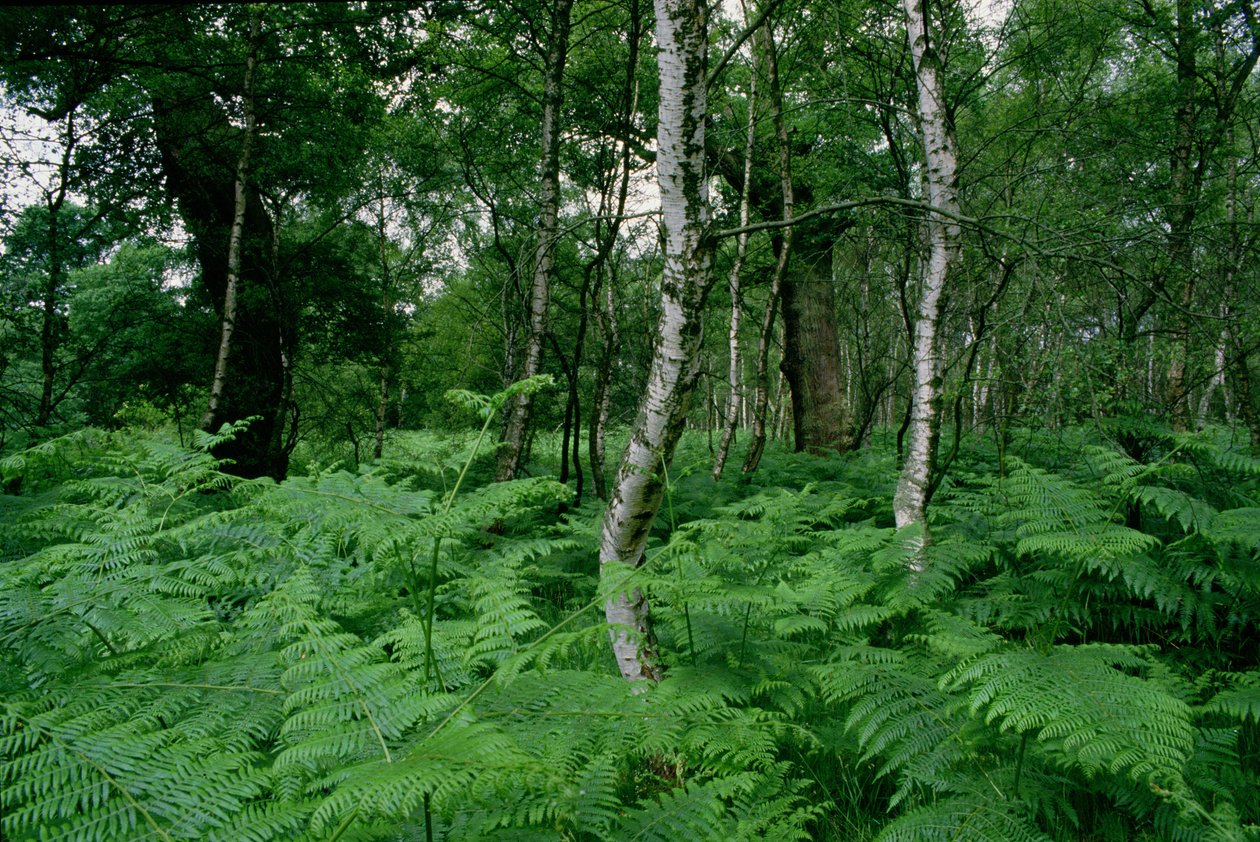 Árboles de abedul plateado y helechos, Bosque de Sherwood de Unbekannt Unbekannt