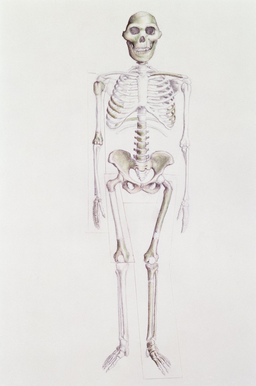 Esqueleto de Australopithecus africanus de Unbekannt Unbekannt