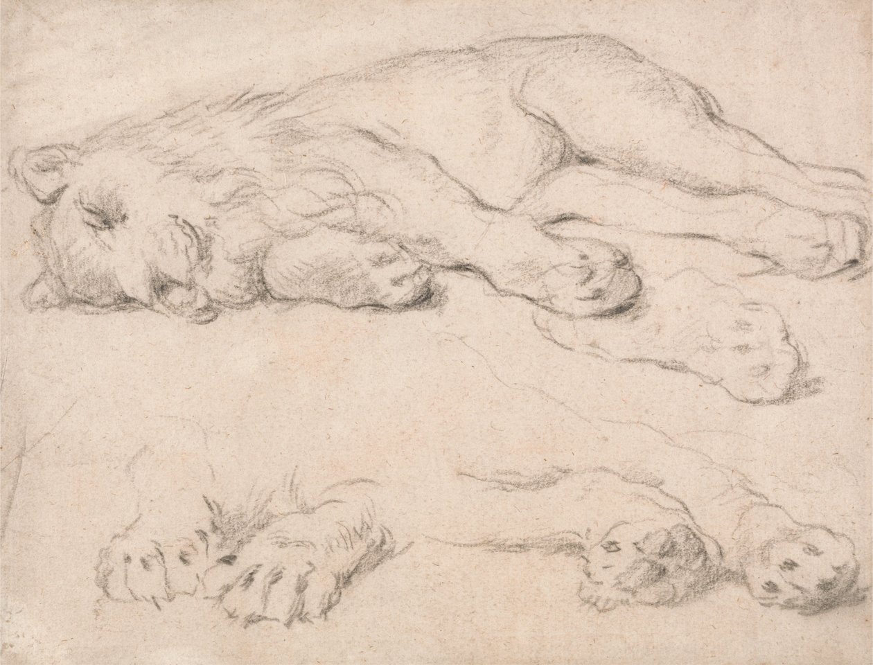 Estudios de un león durmiendo de Unbekannt Unbekannt