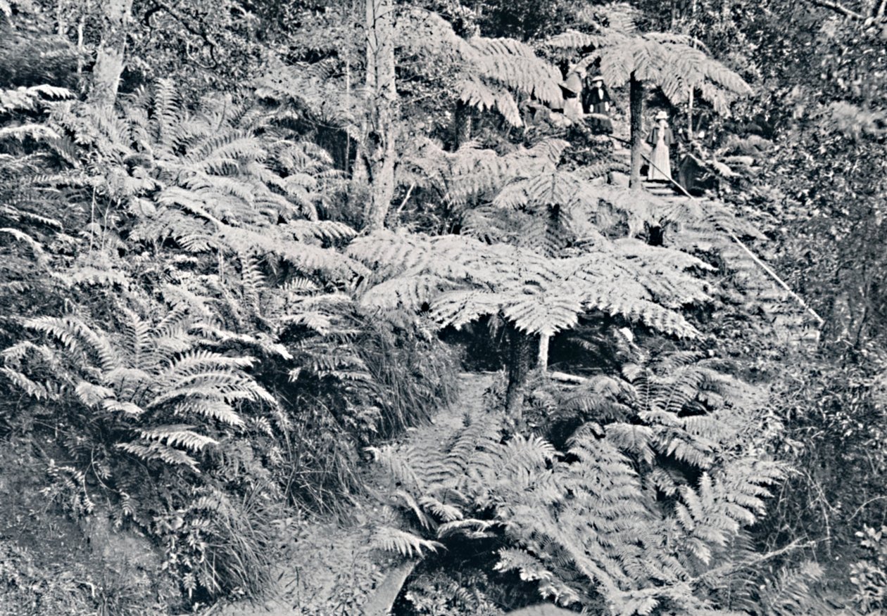 Un bosque de helechos arbóreos, Leura, Montañas Azules, c. 1900 de Unbekannt