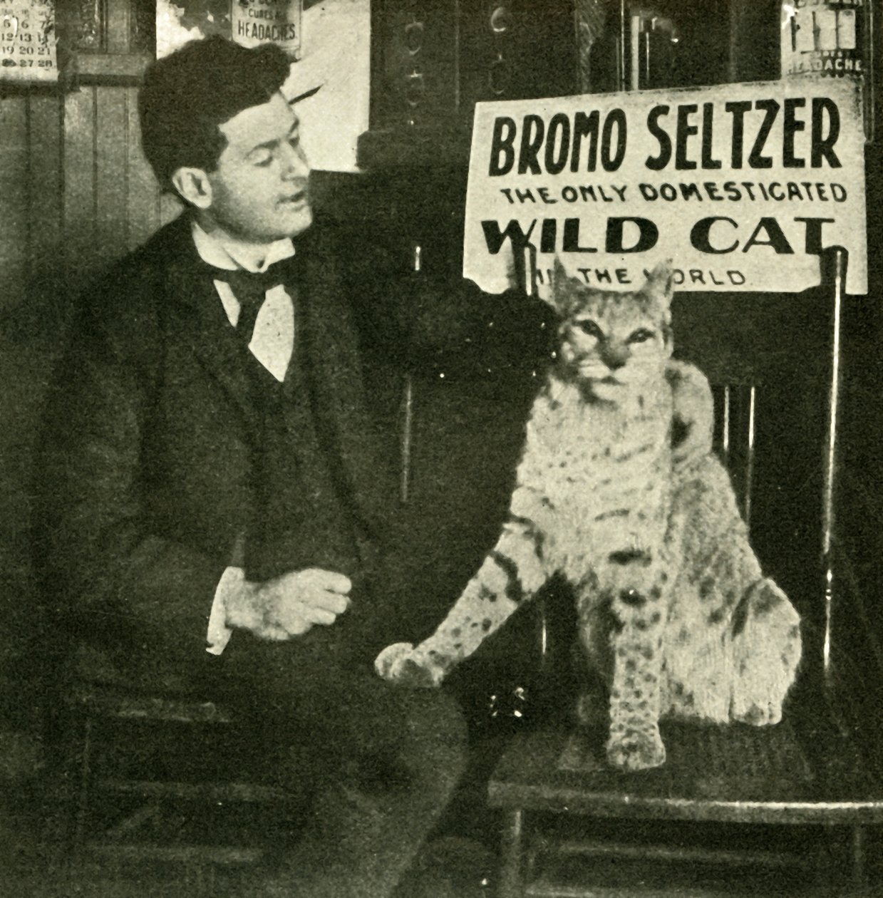 Un Gato Salvaje Mascota de Unbekannt