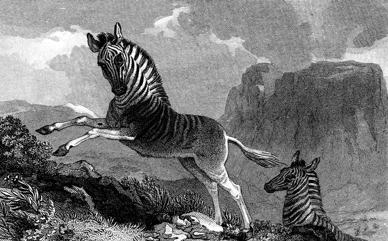 Una quagga, 1815 de Unbekannt
