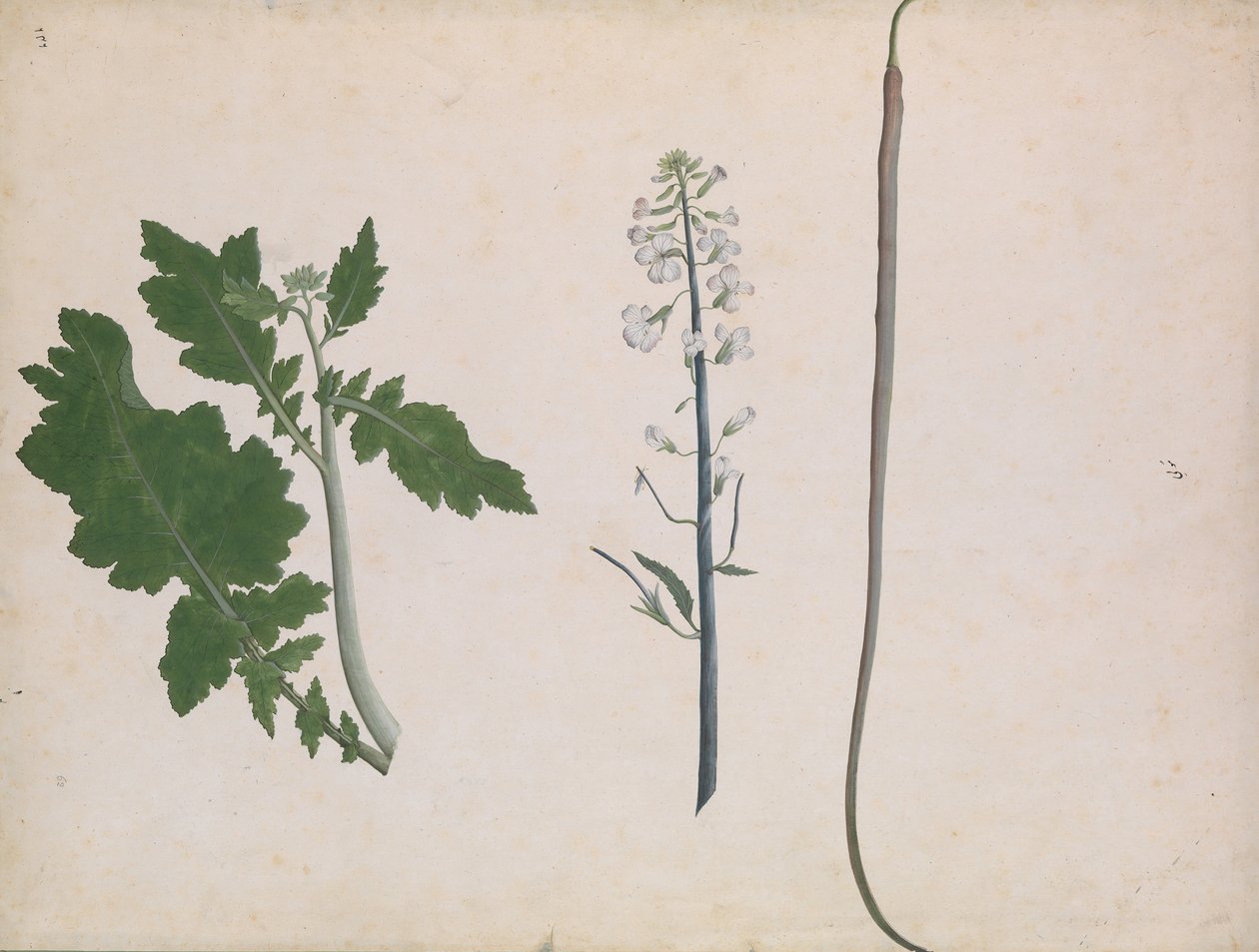 Una Planta de Rábano, Semilla y Flor de Unbekannt