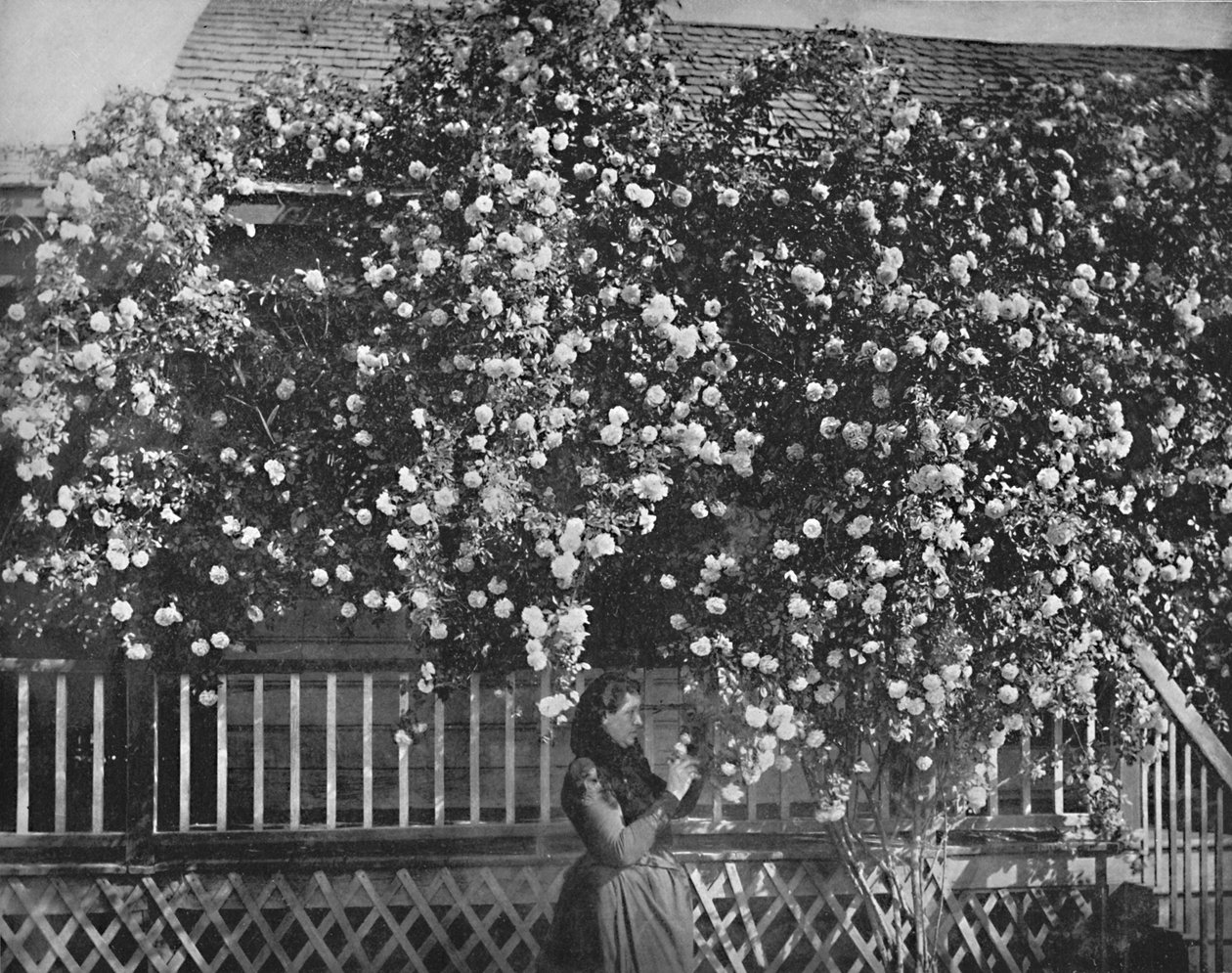 Un hogar adornado con rosas, California del Sur, c1897 de Unbekannt