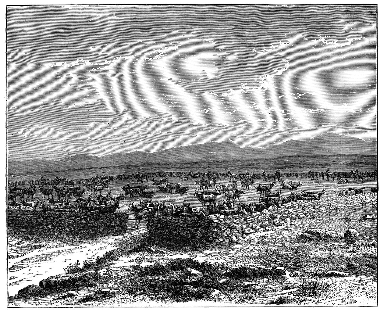Un kraal de ganado sudafricano, c1890 de Unbekannt