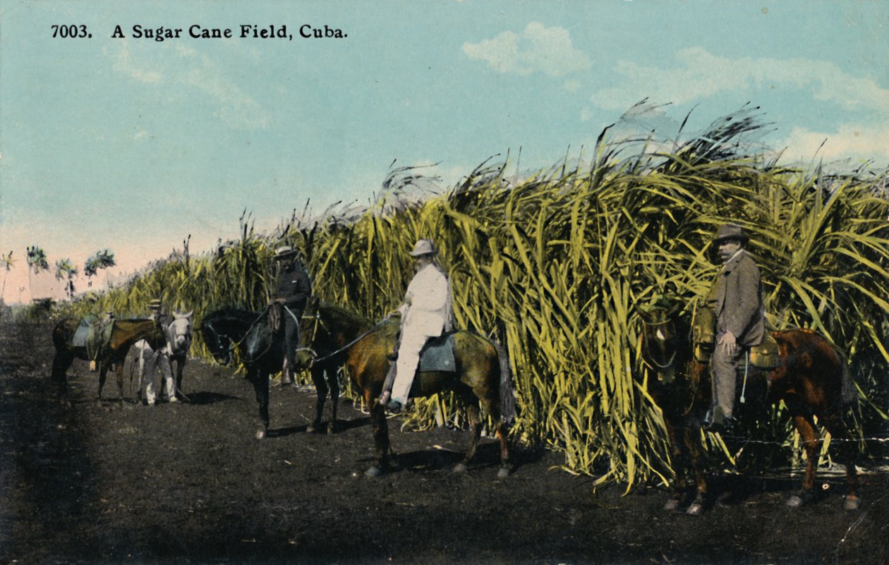 Campo de caña de azúcar, Cuba de Unbekannt