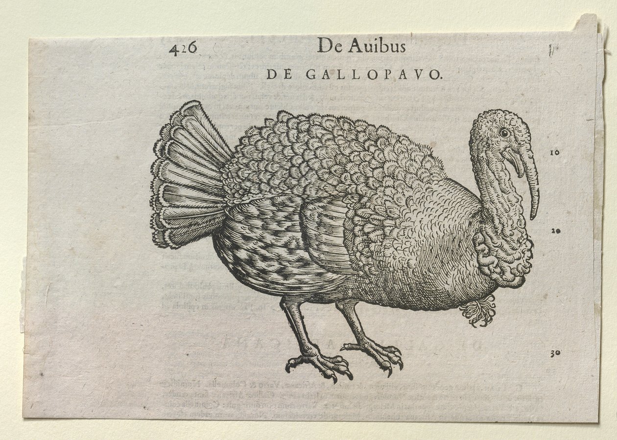 Un pavo de Unbekannt