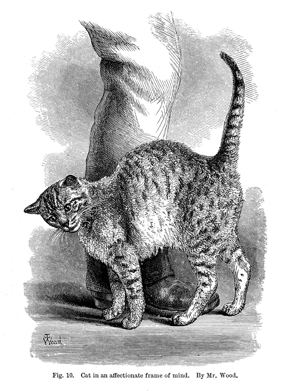 Un gato en estado afectuoso, de La Expresión y Emociones en el Hombre y los Animales, 1872 de Unbekannt