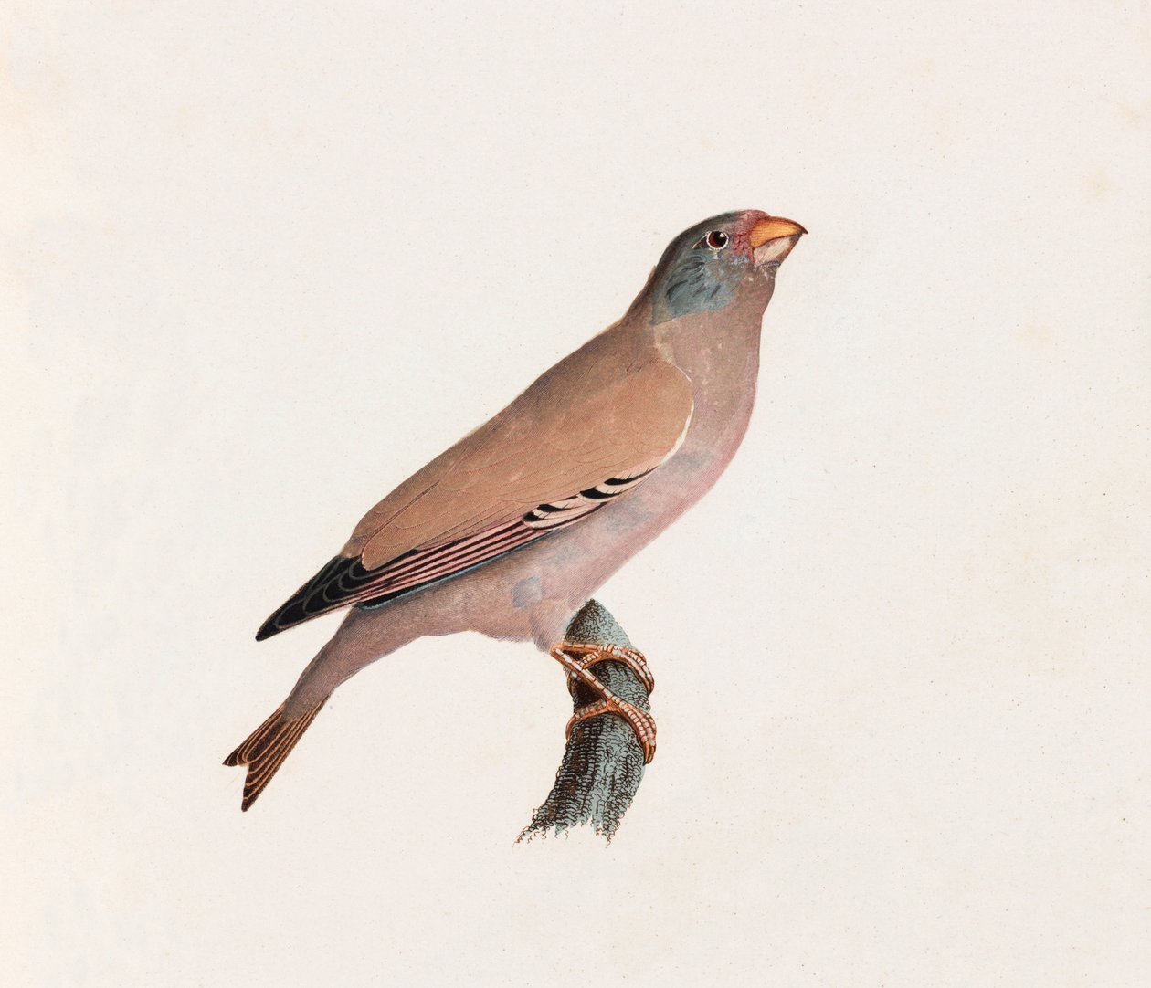 Ilustración a color de un pájaro de Unbekannt