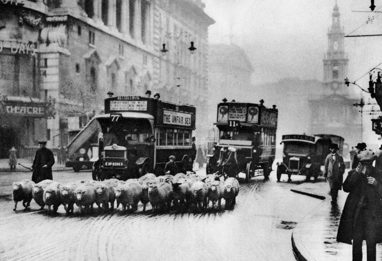 Un rebaño de ovejas en el Strand, Londres, 1926-1927 de Unbekannt