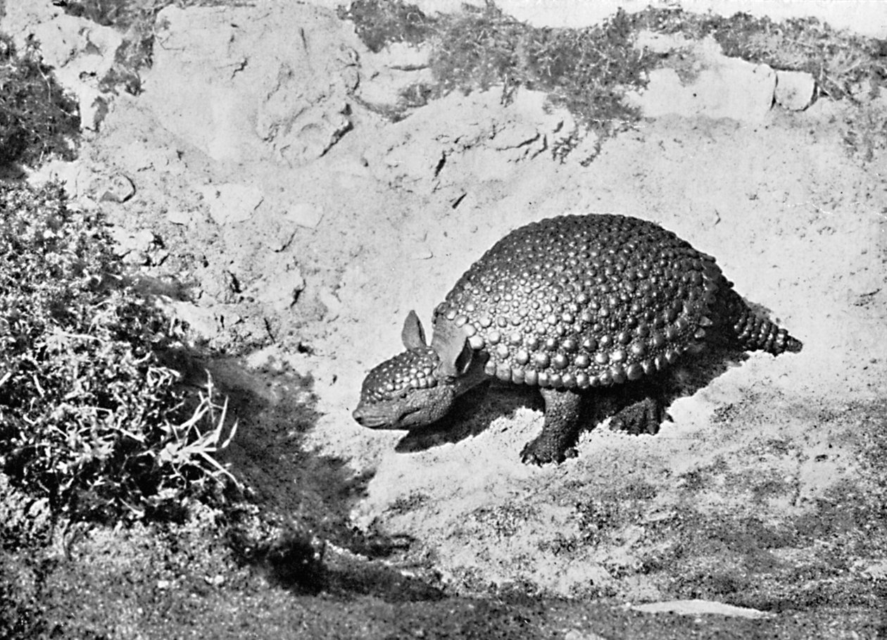 Un glyptodon, siglo XX de Unbekannt