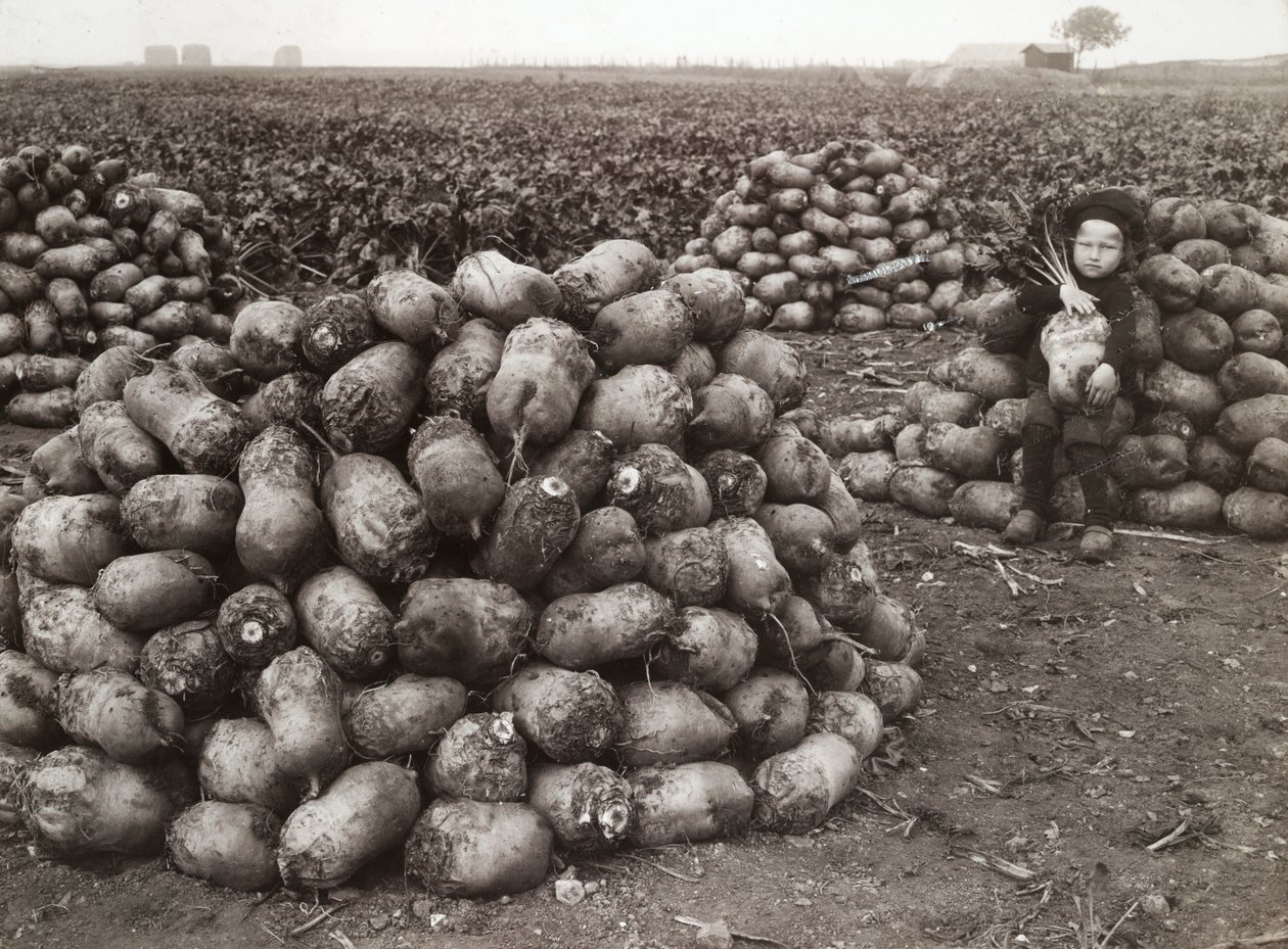 Una niña pequeña con montones de nabos cosechados, cerca de Landskrona, Suecia, 1910 de Unbekannt