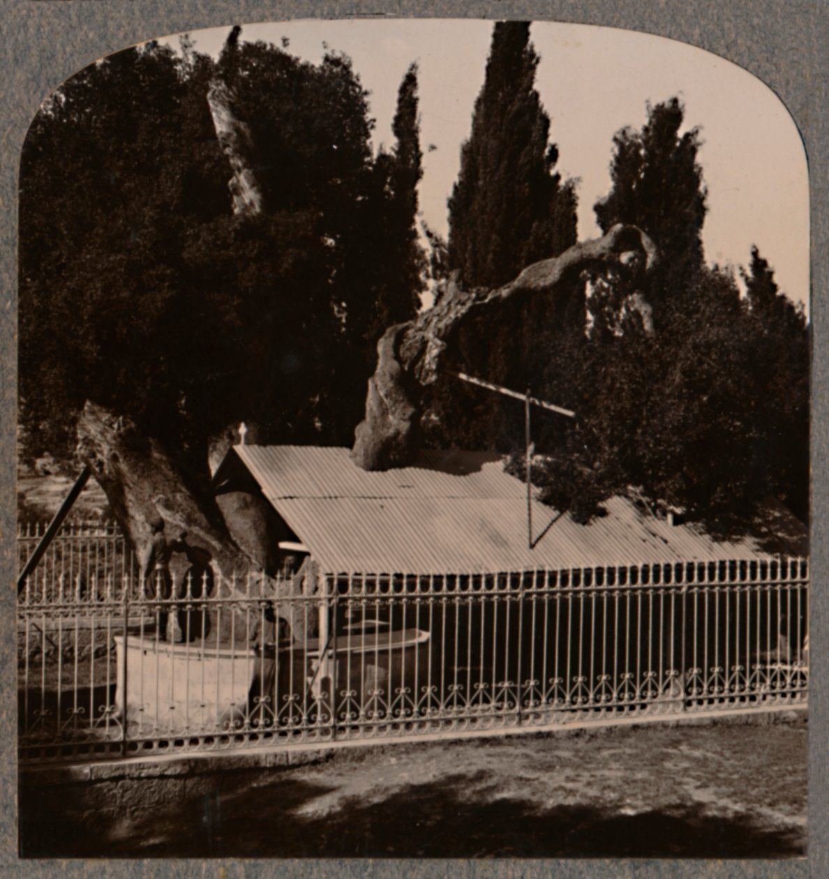 Roble de Abraham cerca de Hebrón, c. 1900 de Unbekannt