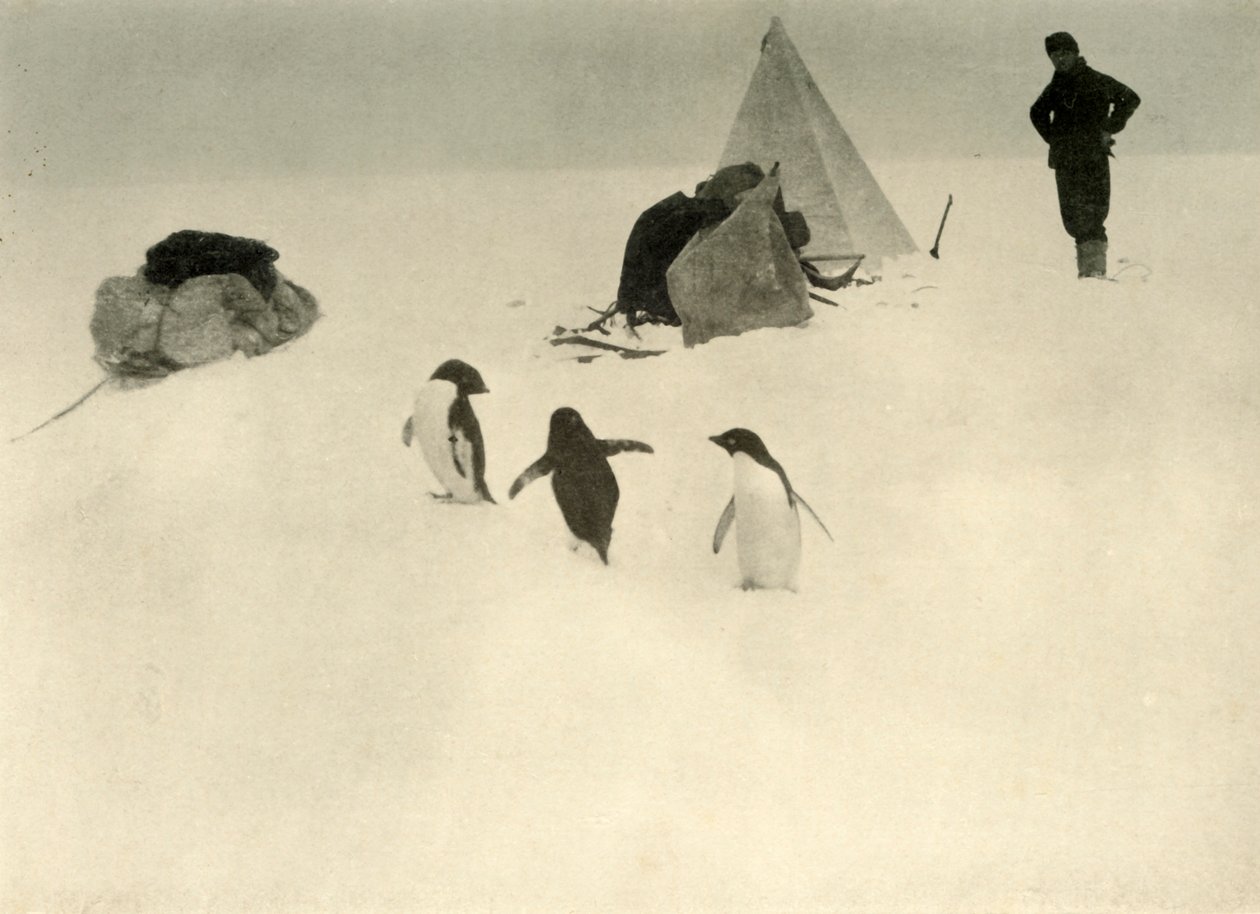 Pingüinos Adelia visitan un campamento, c1908 de Unbekannt
