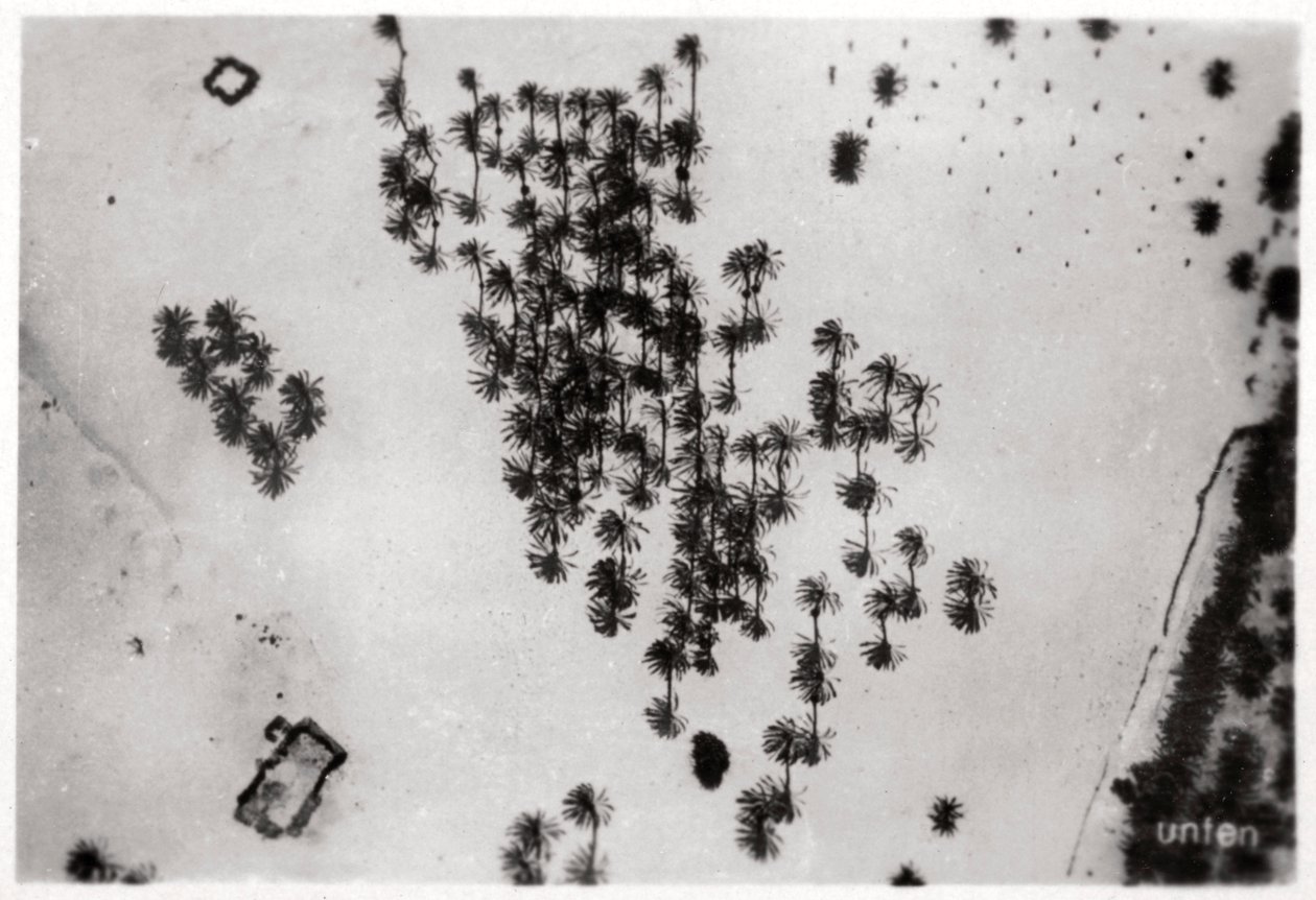 Vista aérea de sombras de palmeras en el desierto árabe, desde un Zeppelin, 1931 de Unbekannt