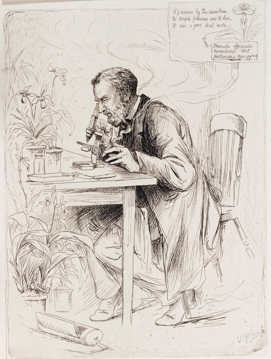 Alexander Dickson, botánico de Unbekannt