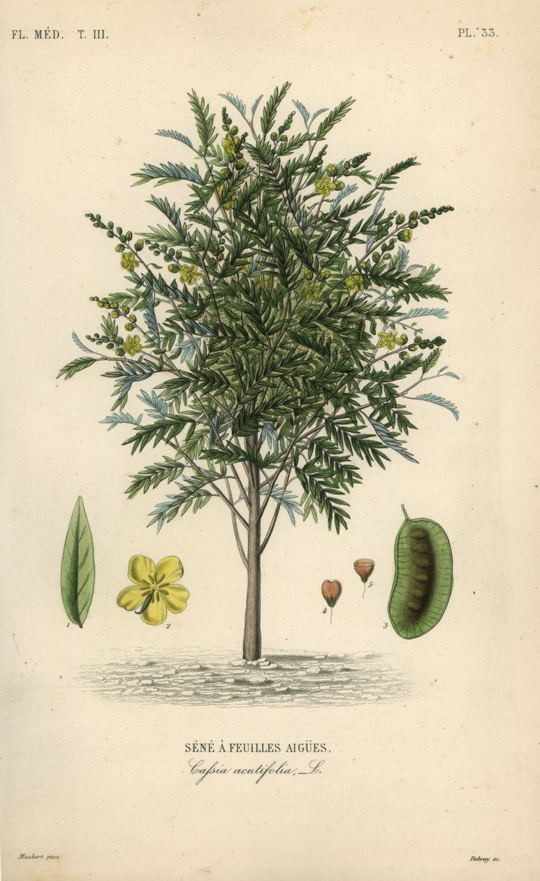Senna alexandrina, Cassia acutifolia, Sene a feuilles aigues de Unbekannt