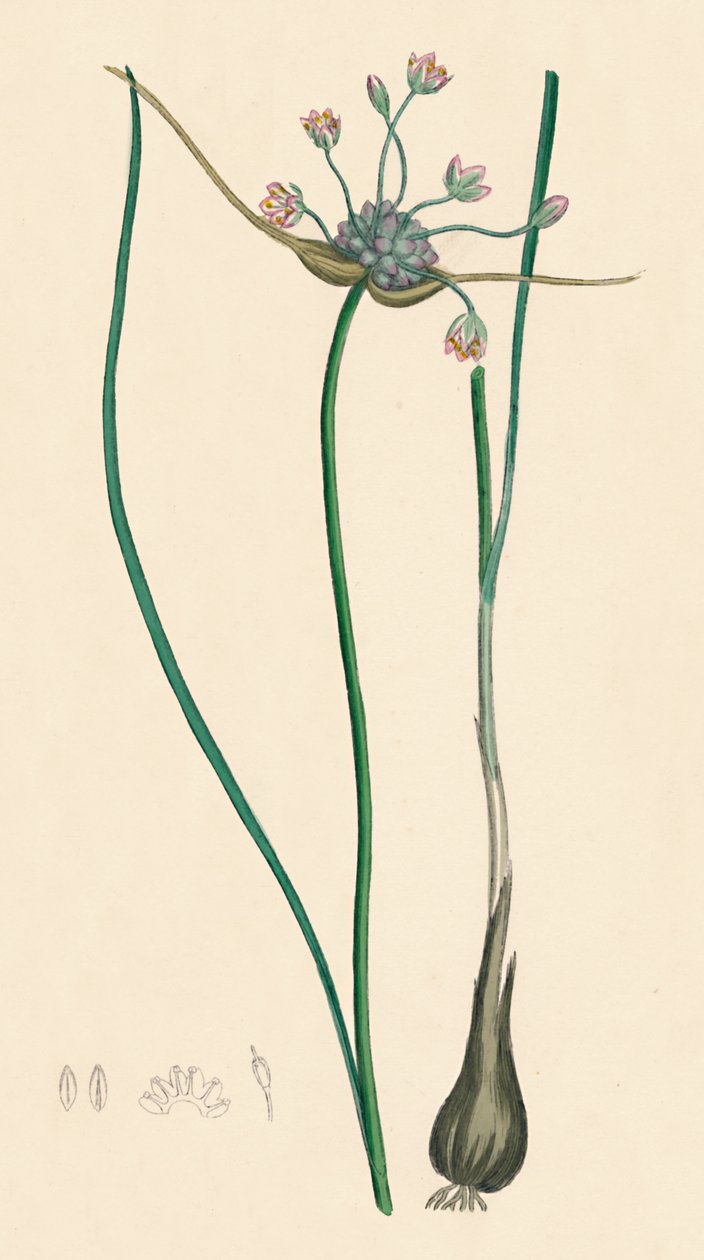 Allium oleraceum, var. genuinum. Ajo de Campo, var. a, siglo XIX de Unbekannt