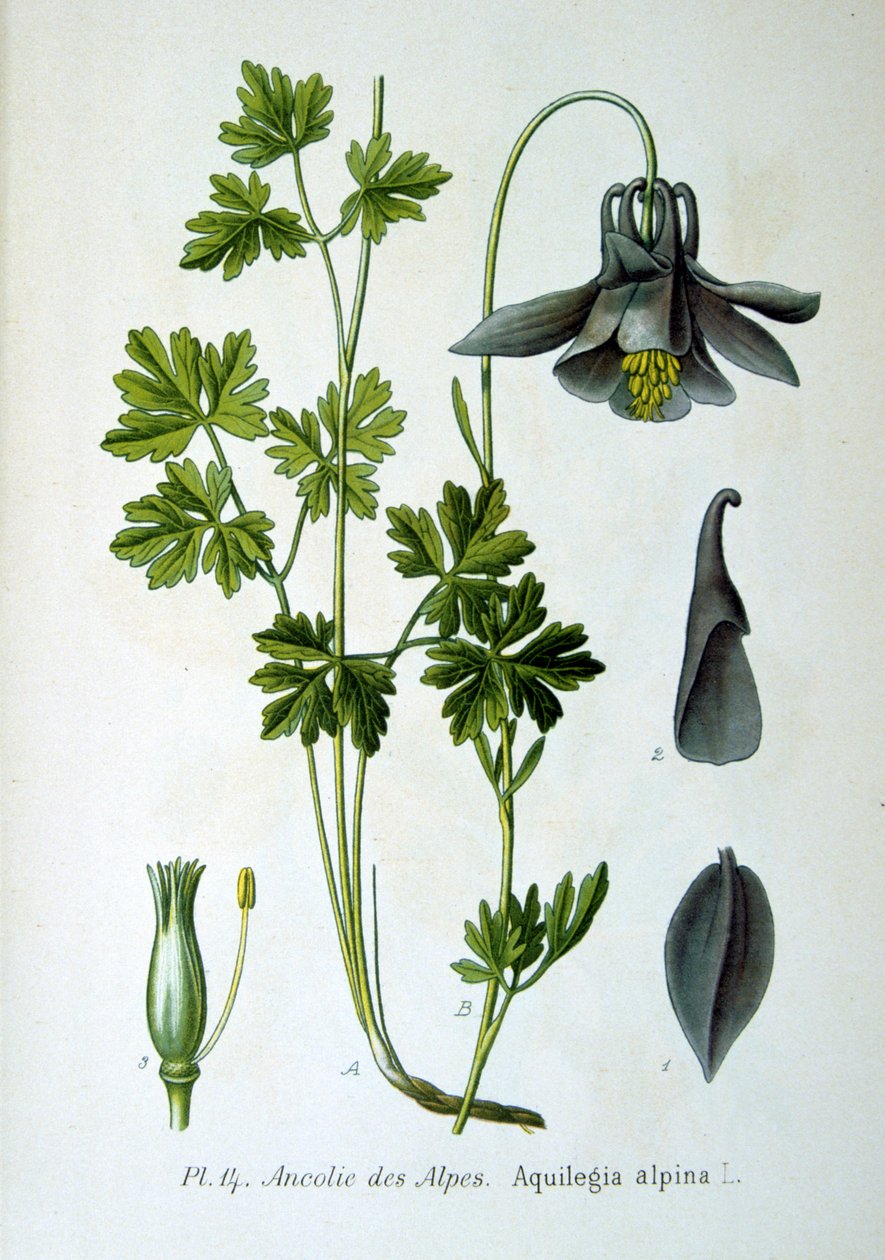 Columbina alpina, 1893 de Unbekannt