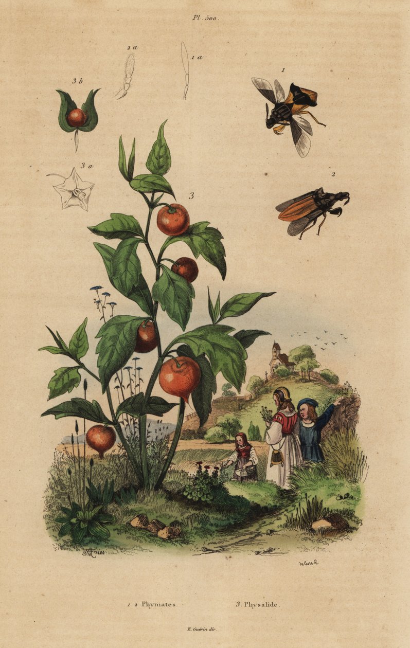 Chinche emboscada, Macrocephalus cimicoides 1,2, y farol chino, Physalis alkekengi 3 de Unbekannt