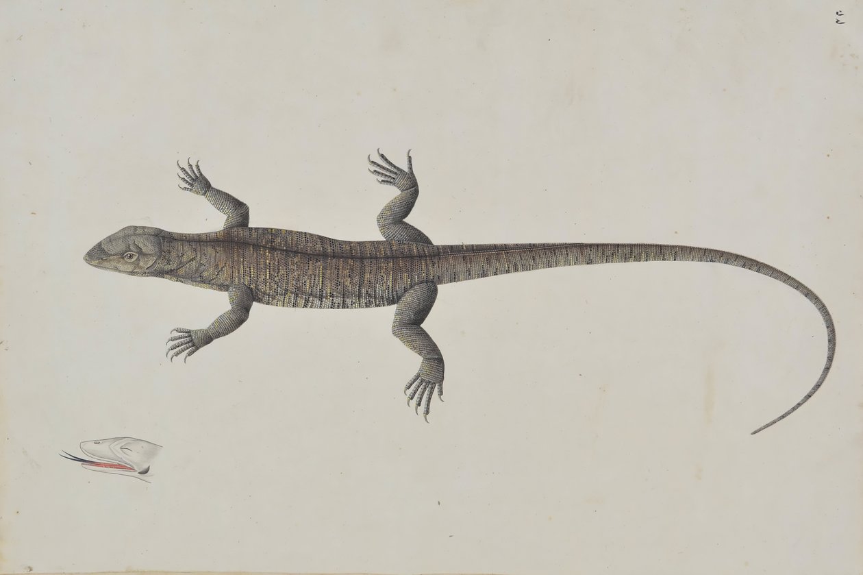 Un lagarto Bish-Khopra indio, ca. 1790 de Unbekannt