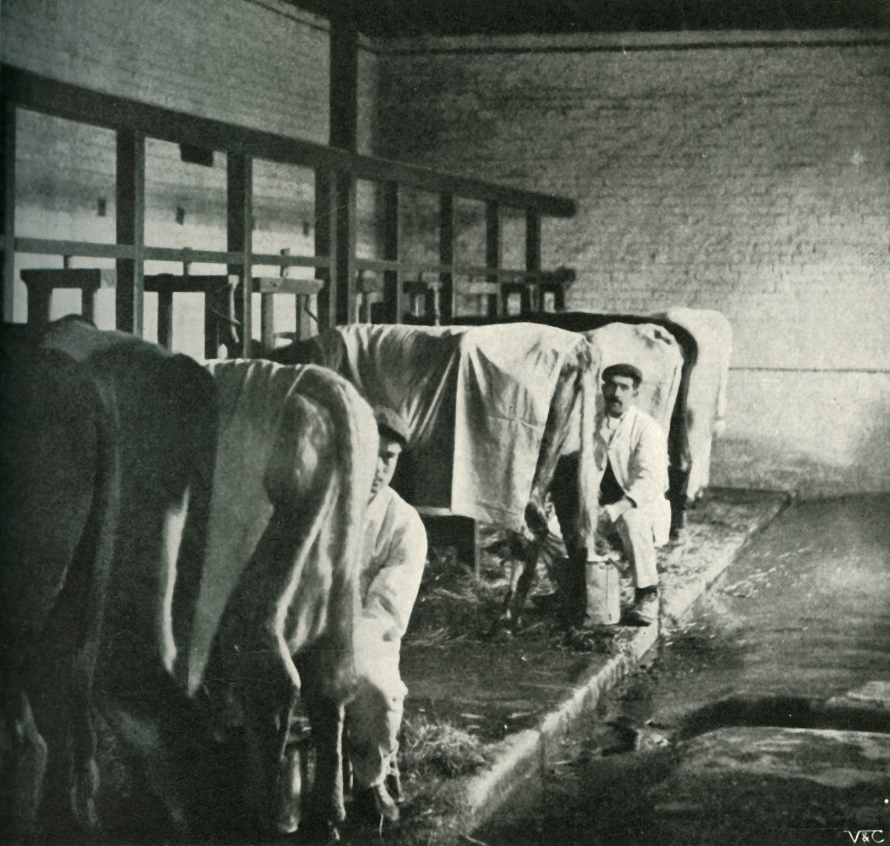 Un cobertizo de ordeño moderno en la granja Walker-Gordon, 1902 de Unbekannt