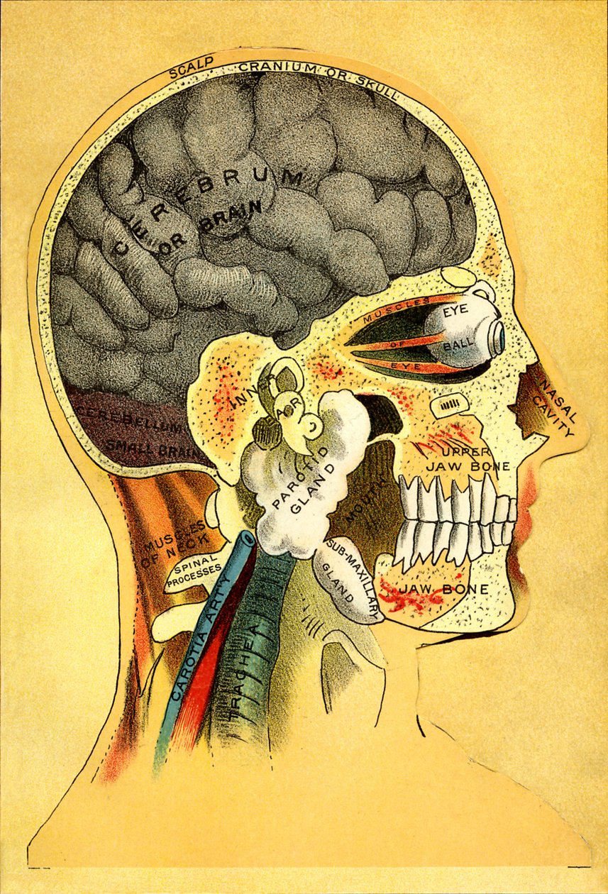 Carta anatómica, la cabeza 1905 de Unbekannt