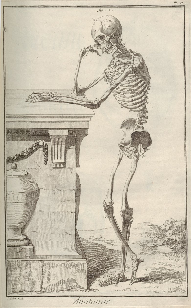 Anatomía. De la Encyclopédie de Denis Diderot y Jean Le Rond d