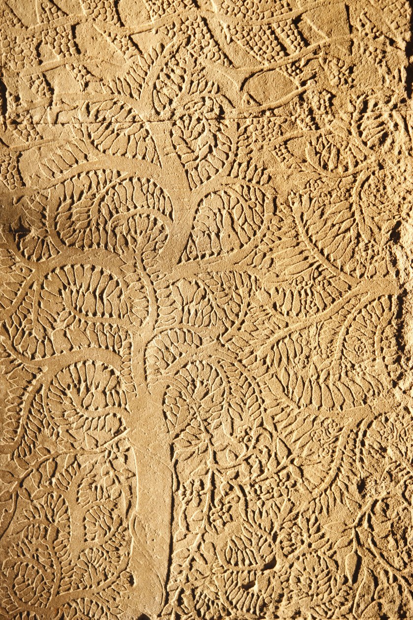 Angkor Wat, detalle tallado en la pared, árbol, Siem Reap, Camboya de Unbekannt