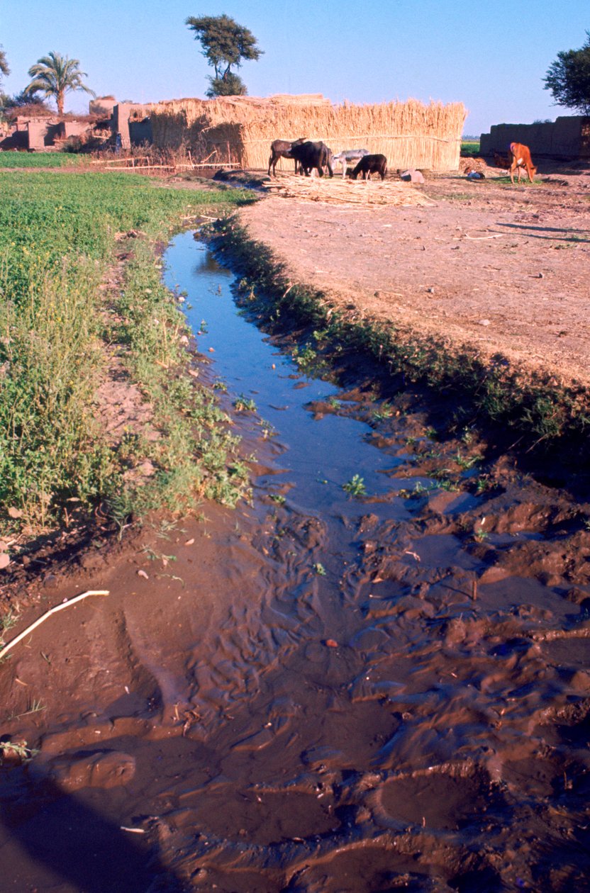 Animales pastando junto a un canal de riego o drenaje, Egipto, siglo XX de Unbekannt