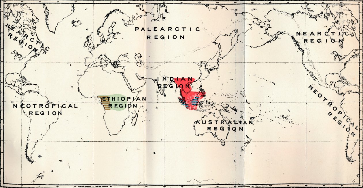 Anthropoidea - Hylobates Rojo, Simia Azul, Gorila Marrón, Anthropopithecus Verde, 1897 de Unbekannt
