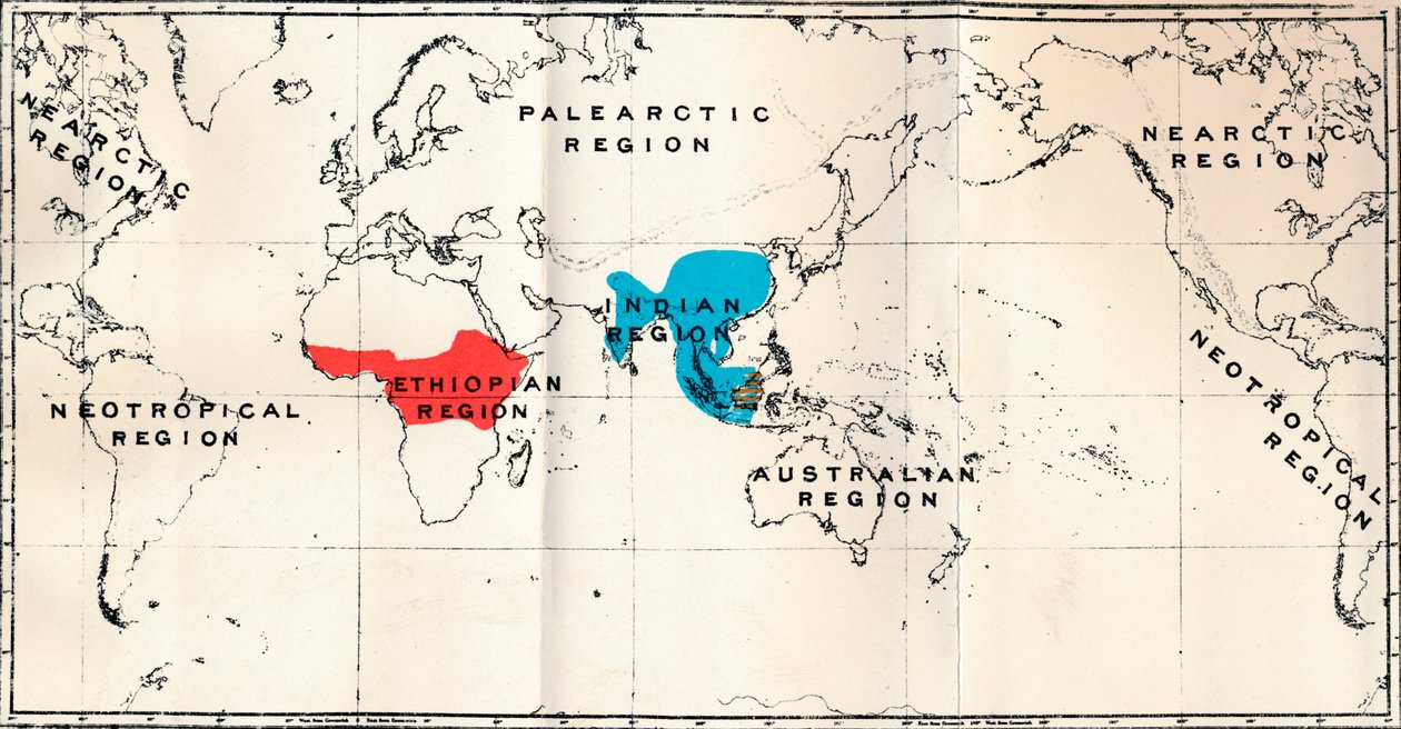 Anthropoidea - Mapa de distribución Genera Semnopithecus Azul, Nasalis Marrón, Colobus Rojo, 1897 de Unbekannt