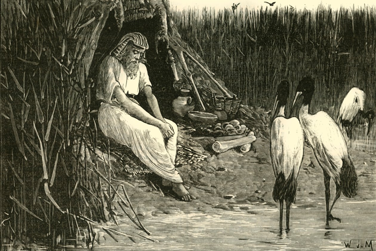Anysis oculto en los pantanos del delta, 1890 de Unbekannt