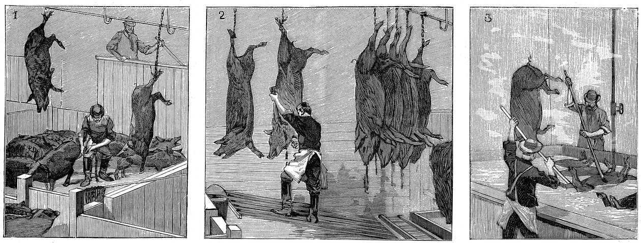 Matadero de cerdos de la compañía Armour, Chicago, Illinois, EE.UU., 1892 de Unbekannt