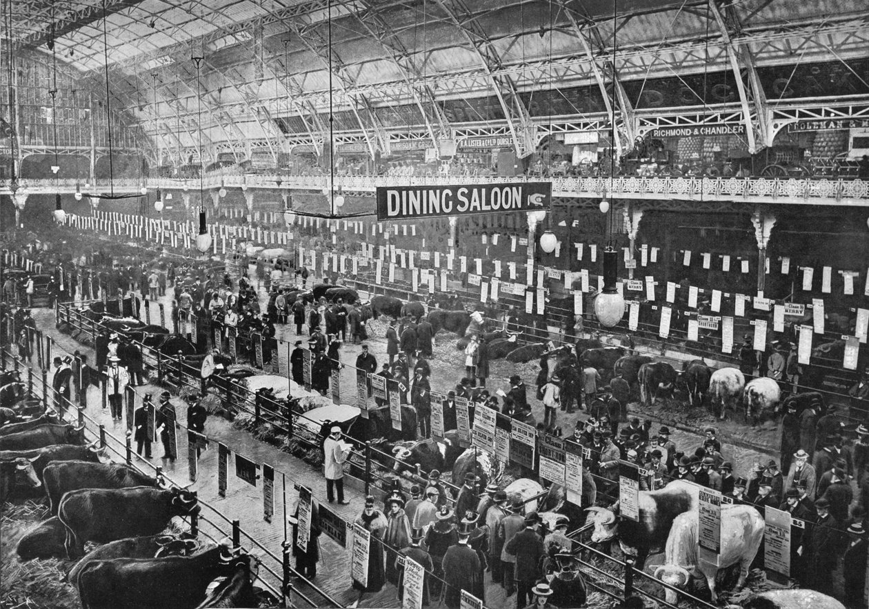En la exposición de ganado del Club Smithfield, Agricultural Hall, Islington, Londres, 1902 de Unbekannt