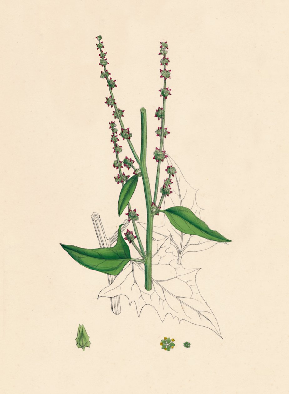 Atriplex Smithii. Orache de Smith, siglo XIX de Unbekannt