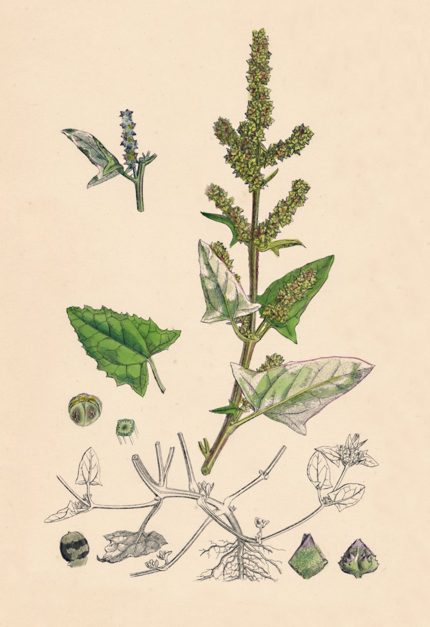 Atriplex deltoidea. Orache de hojas triangulares, siglo XIX de Unbekannt
