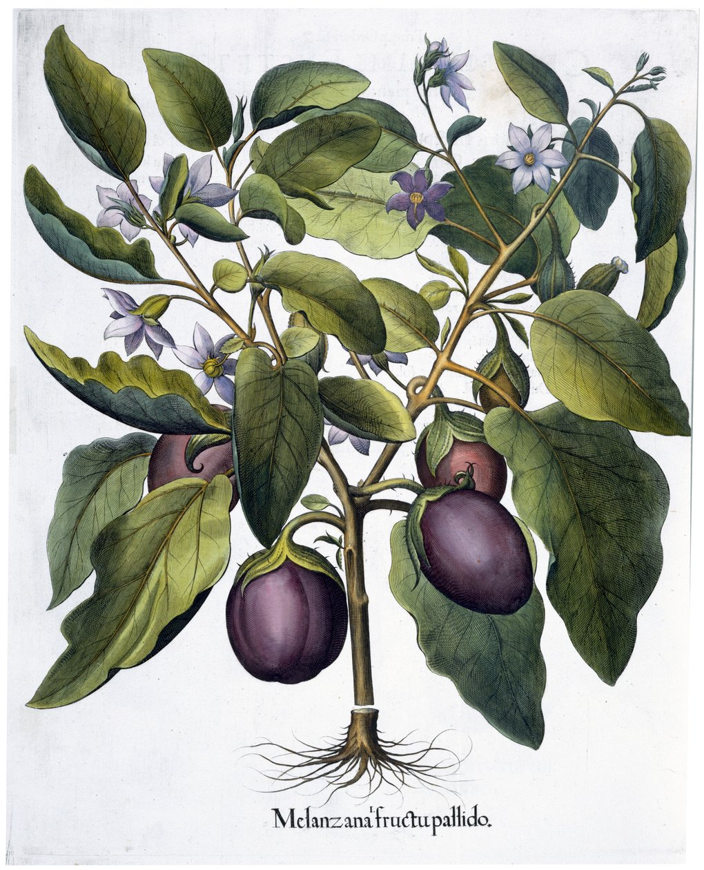 Berenjena, 1613 de Unbekannt