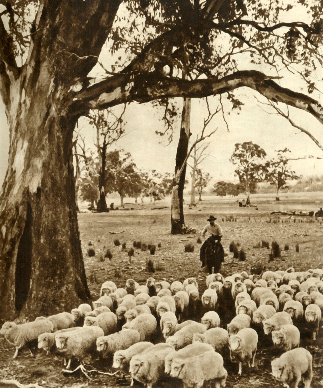 Australia - Un conductor con algunas de sus cargas en una estación de ovejas en el Estado de Victoria, c1948 de Unbekannt