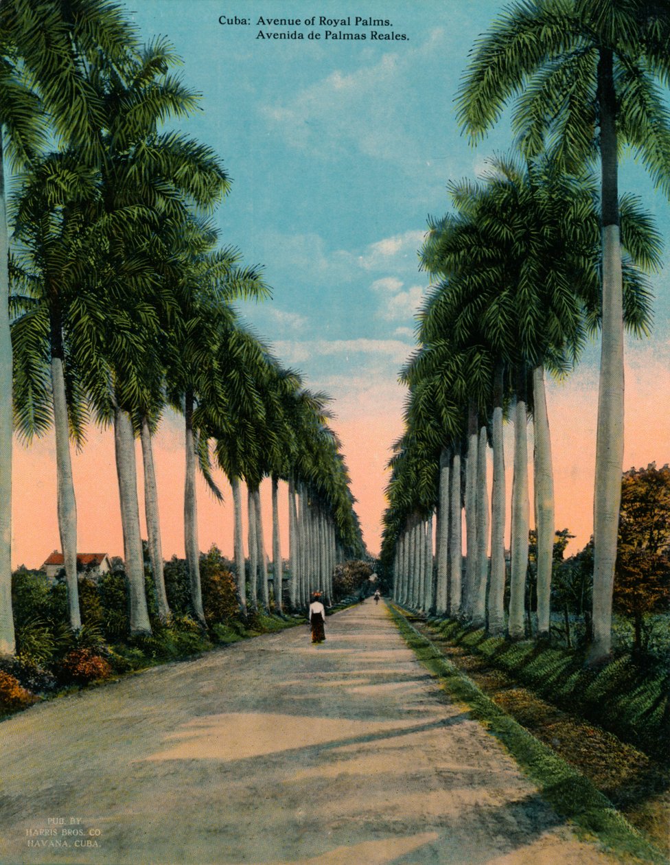 Avenida de palmas reales, Cuba, c. 1920 de Unbekannt