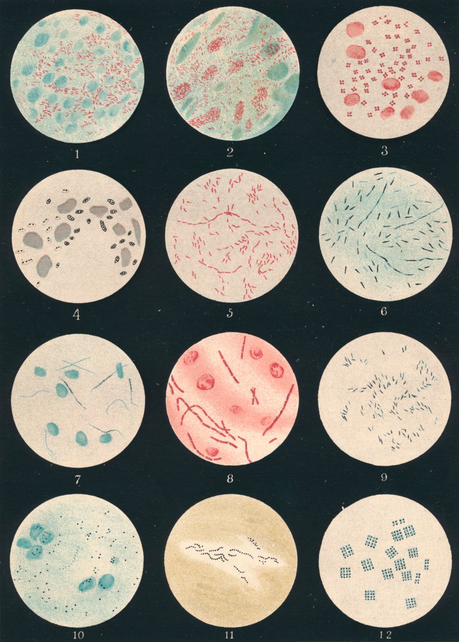 Bacterias, siglo XIX de Unbekannt