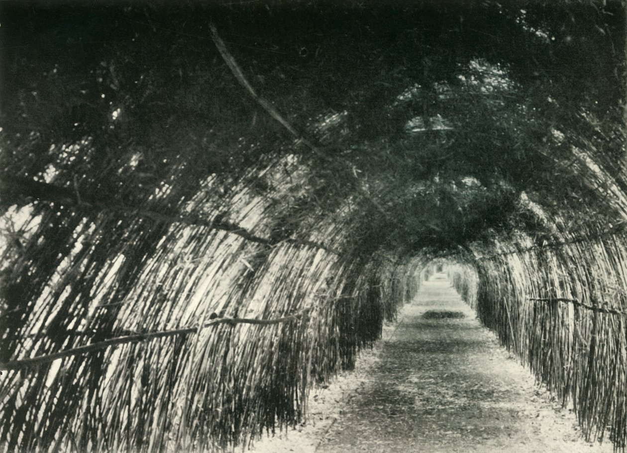 Avenida de bambú en Barrackpore, 1904, 1925 de Unbekannt