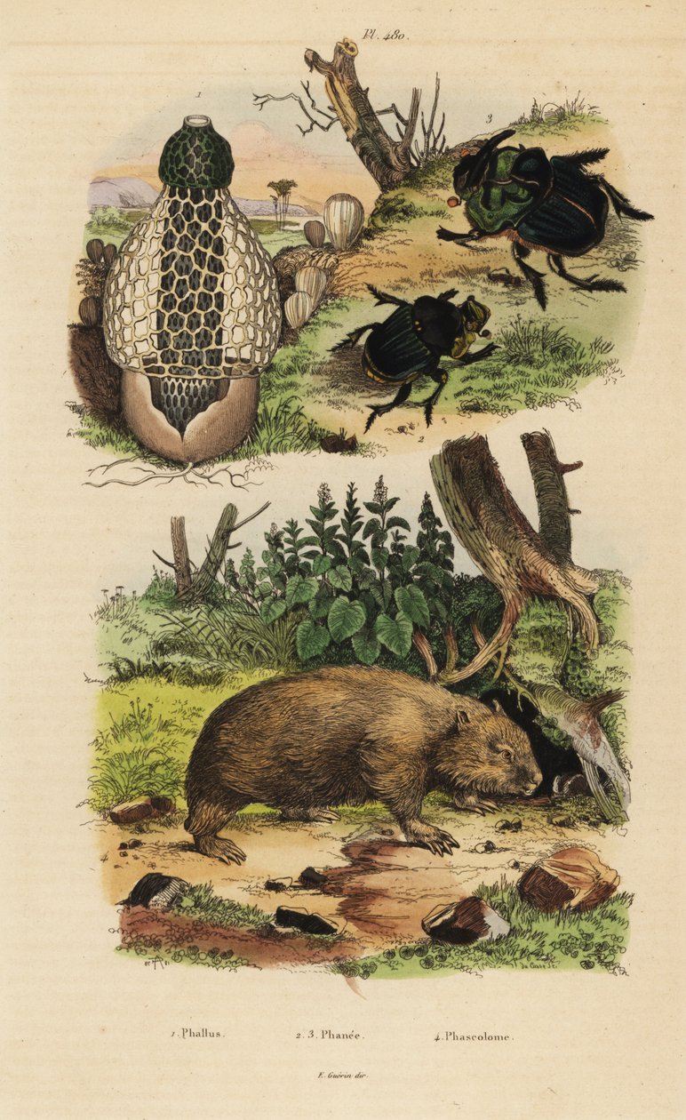 Hongo de bambú, Phallus indusiatus 1, escarabajos peloteros, Coprophanaeus ensifer 2 y Diabroctis mimas 3, y wombat común, Vombatus ursinus 4 de Unbekannt