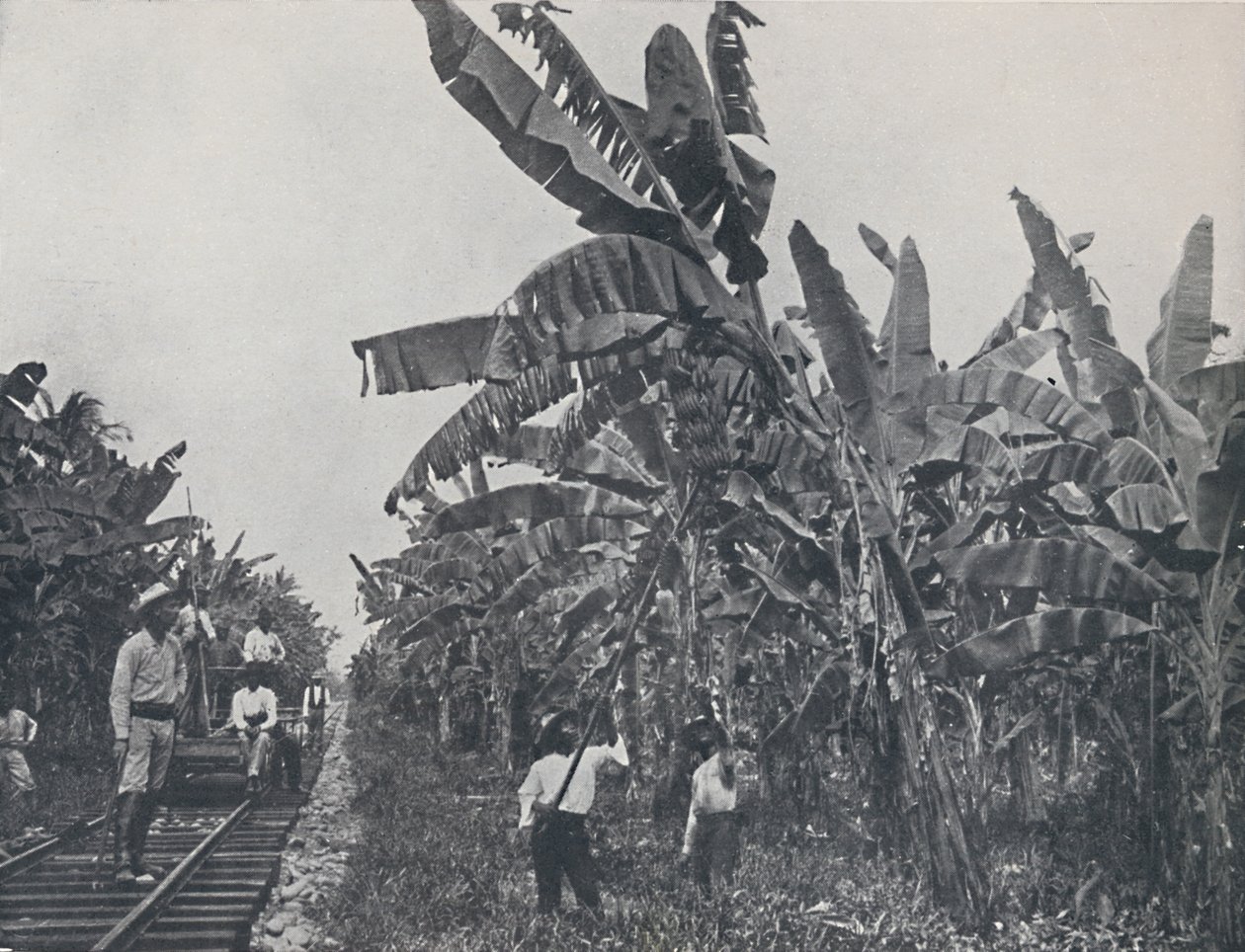 Plantación de bananos, 1924 de Unbekannt