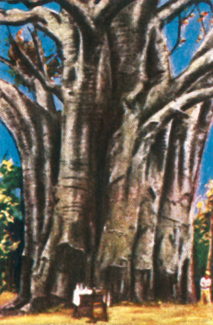 Árboles de baobab, montañas Usambara, c1928 de Unbekannt