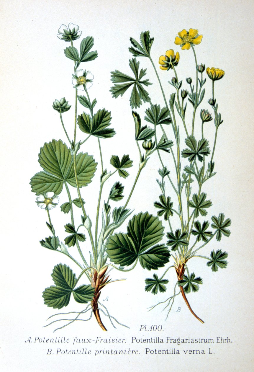 Fresa estéril y cinquefoil de primavera de Unbekannt
