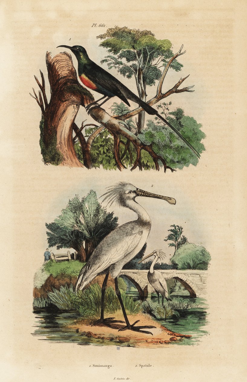 Sunbird hermoso, Cinnyris pulchella, y espátula común, Platalea leucorodia de Unbekannt
