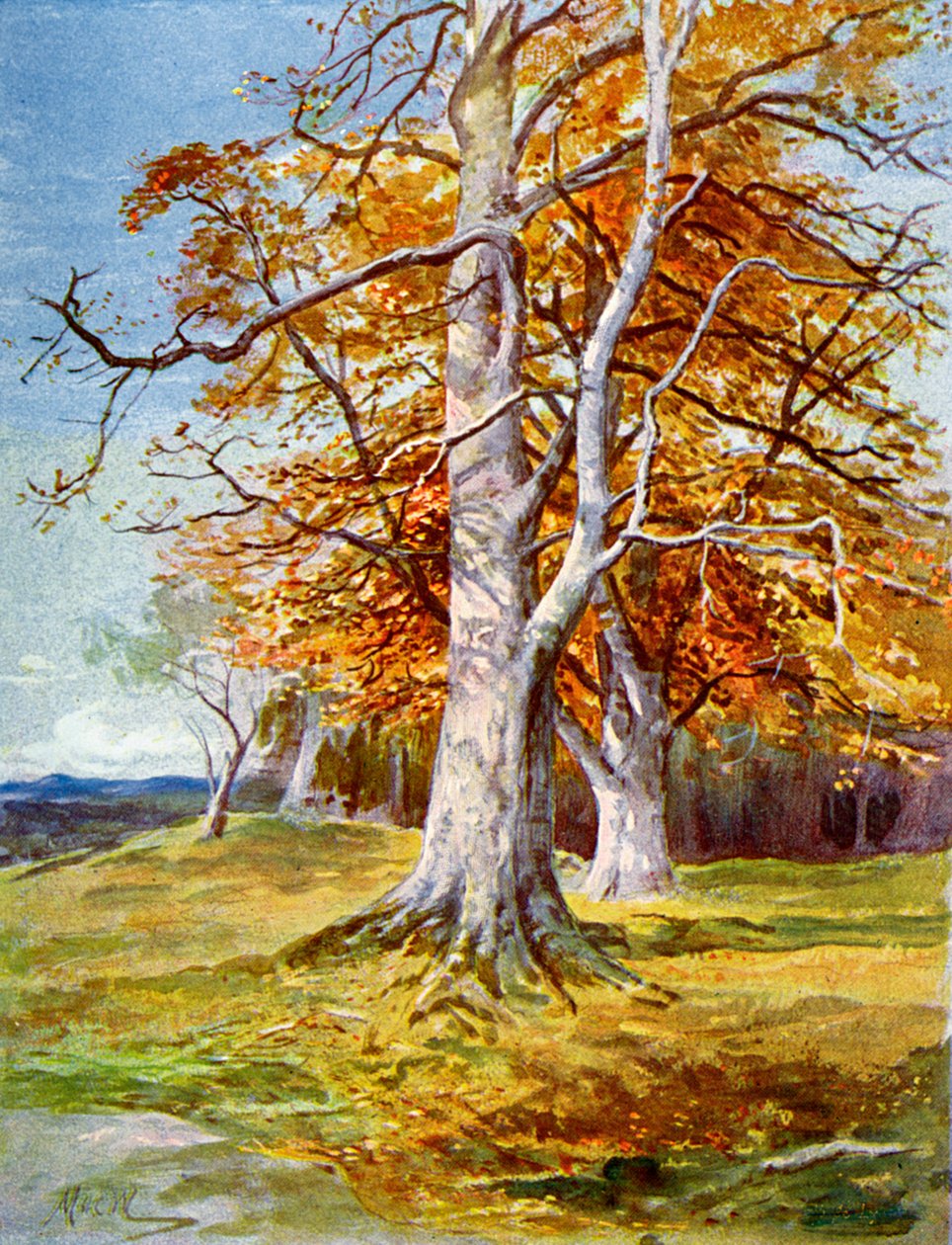 Árbol de haya, otoño, 1900 de Unbekannt