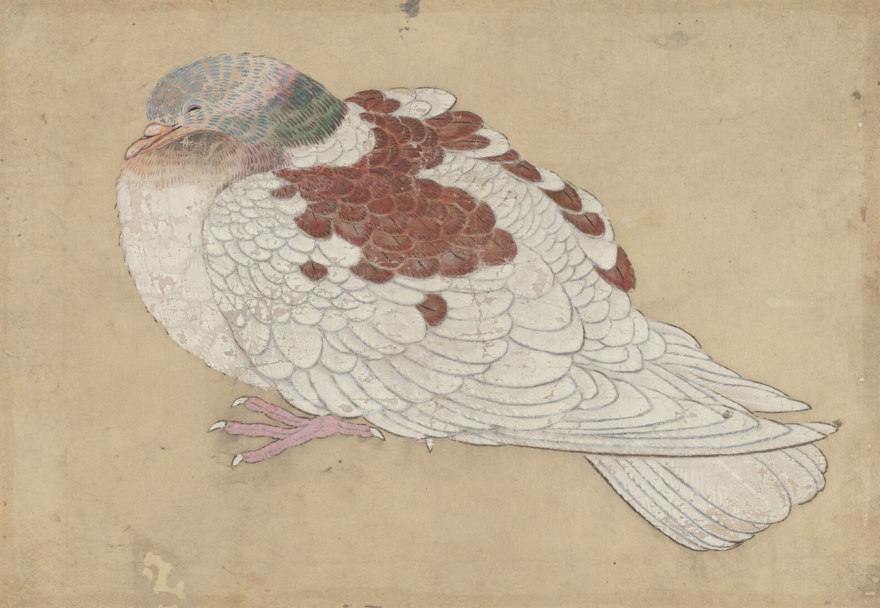Pájaro, siglo XVIII de Unbekannt